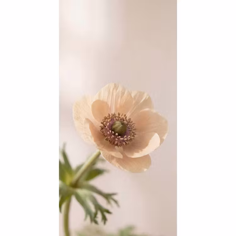 Bloem - Minimalistisch - Groen Behang Vlies klein -3d_website