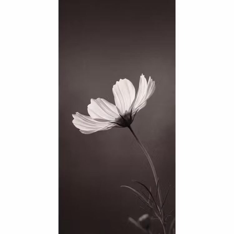 Bloem - Minimalistisch - Zwart - Wit Behang Vlies klein -3d_website