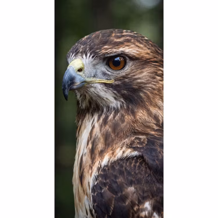 Buizerd - Roofvogel - Natuur - Bruin Behang Vlies klein -3d_website