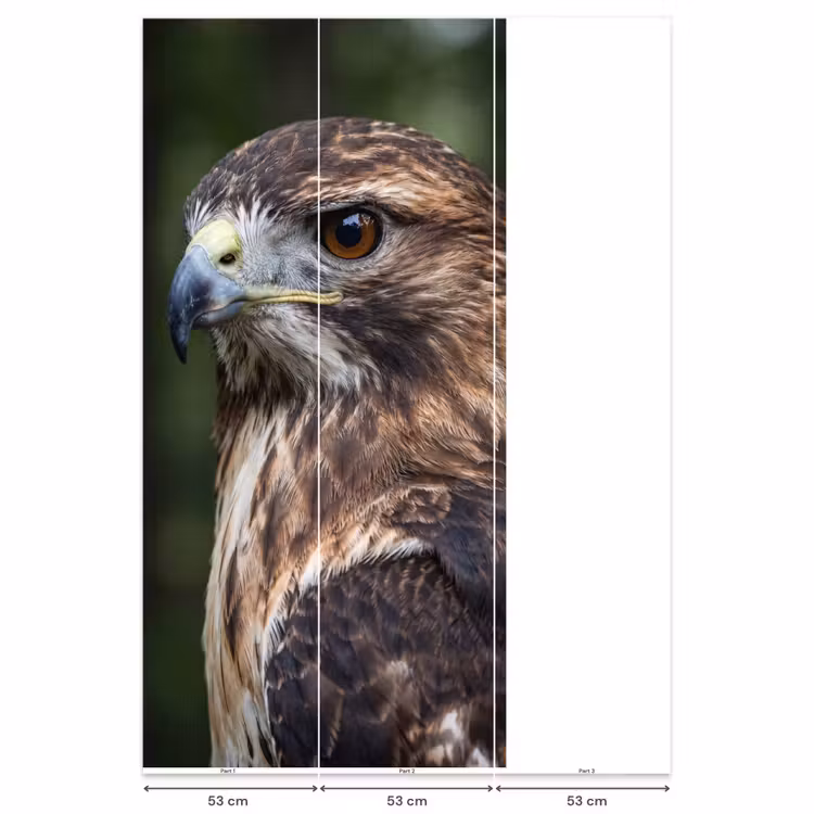 Buizerd - Roofvogel - Natuur - Bruin Behang Vlies klein -USP_banen