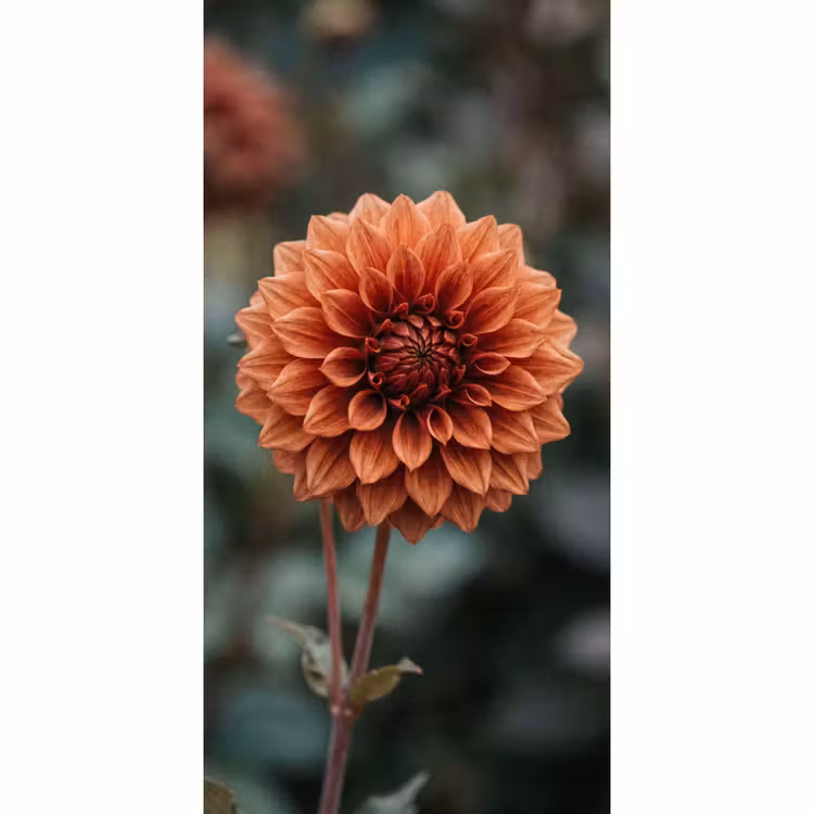 Dahlia - Bloem - Natuur - Sfeervol Behang Vlies klein -3d_website