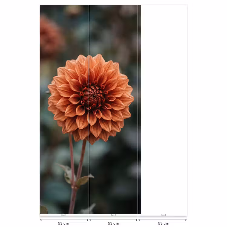 Dahlia - Bloem - Natuur - Sfeervol Behang Vlies klein -USP_banen