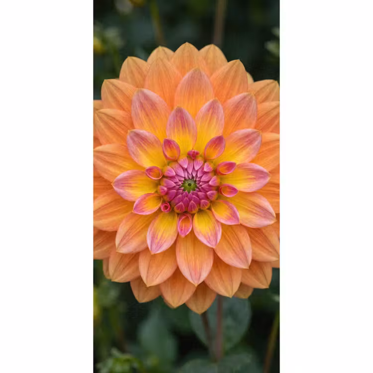 Dahlia - Bloem - Oranje Behang Vlies klein -3d_website