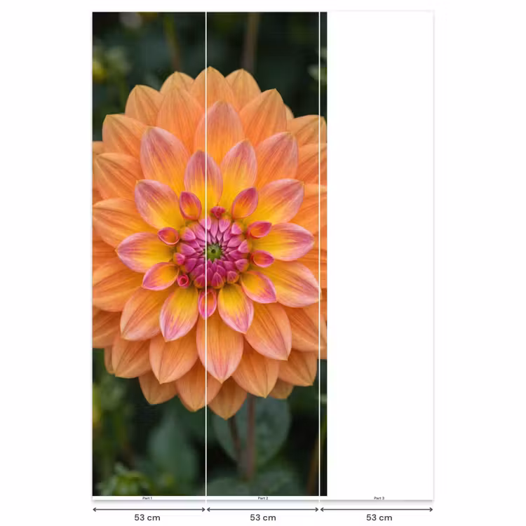 Dahlia - Bloem - Oranje Behang Vlies klein -USP_banen