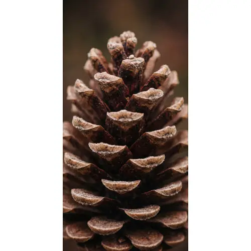 Dennenappel - Bos - Herfst - Bruin - Sfeervol Behang Vlies klein -3d_website