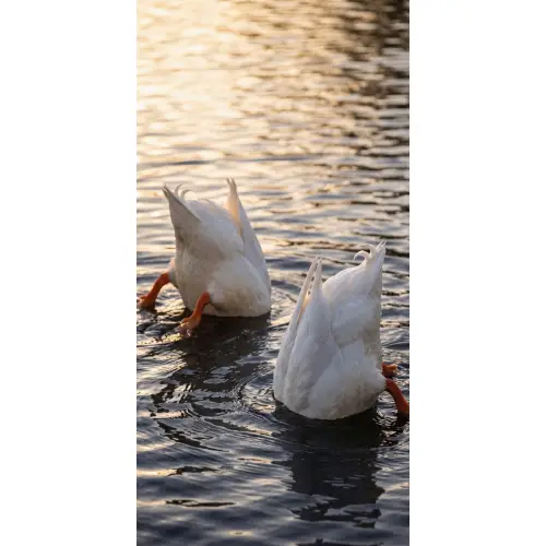 Eenden - Water - Natuur Behang Vlies klein -3d_website