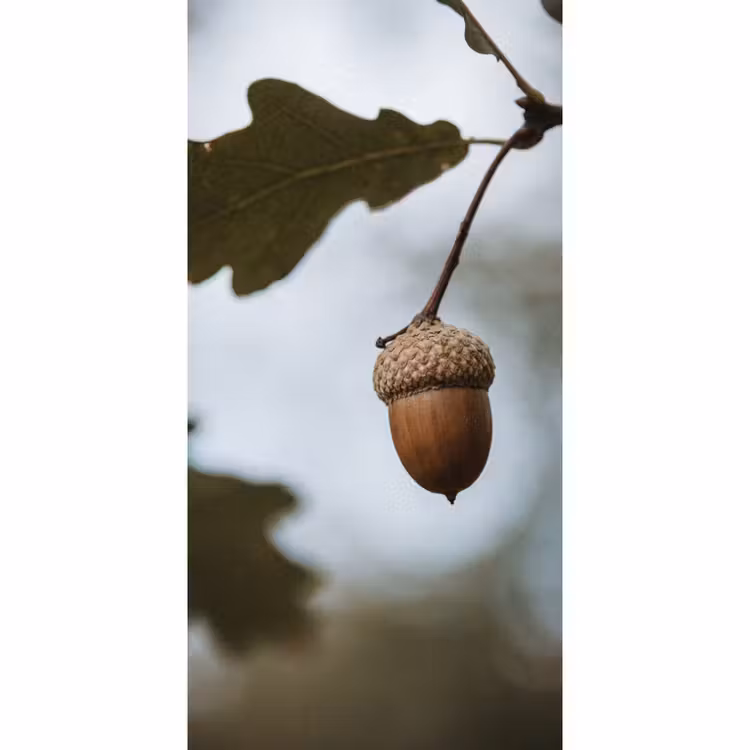 Eikel - Eikenblad - Bos - Herfst - Natuur Behang Vlies klein -3d_website