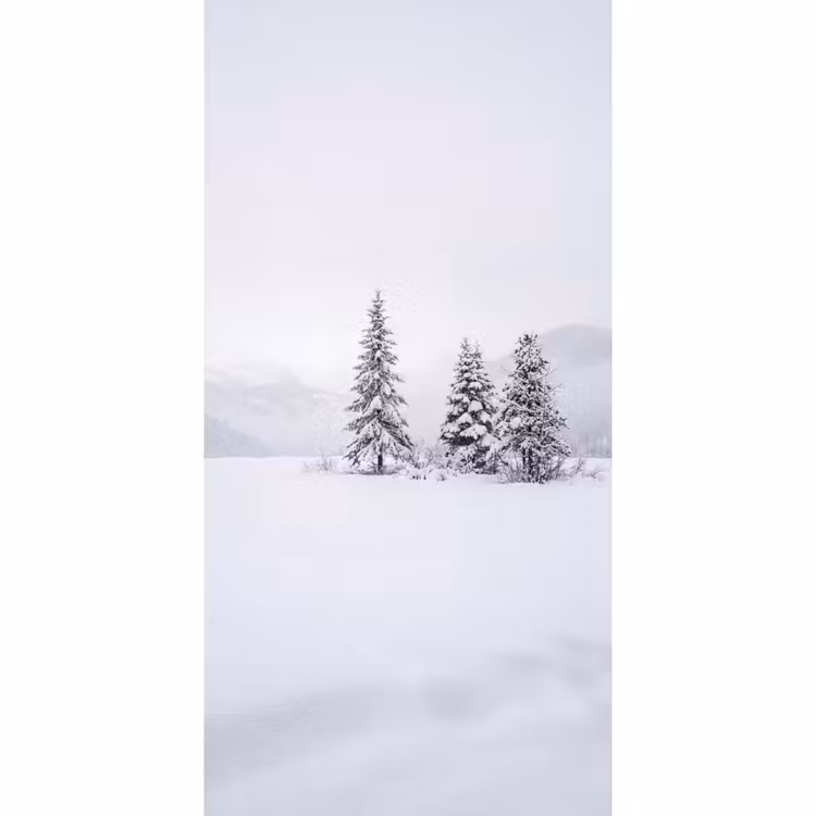 Fijnsparren - Sneeuw - Winter - Landschap - Stilte Behang Vlies klein -3d_website