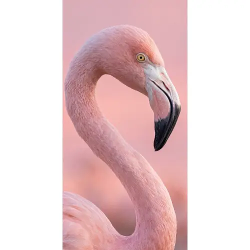 Flamingo - Portret - Roze Behang Vlies klein -3d_website