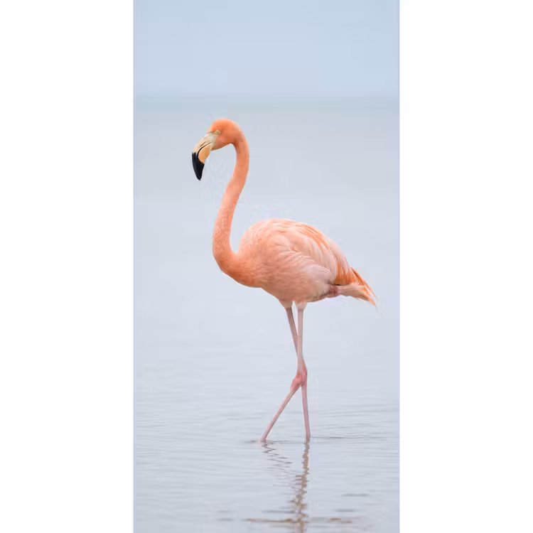 Flamingo - Zee - Roze Behang Vlies klein -3d_website
