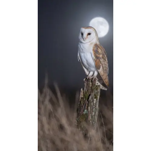 Kerkuil - Maan - Nacht Behang Vlies klein -3d_website