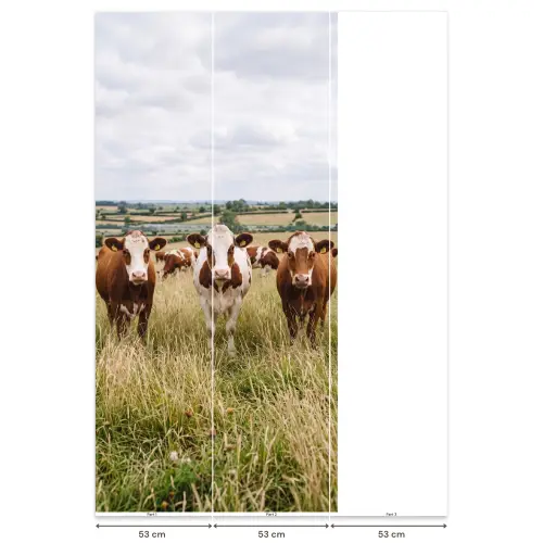 Koeien - Portret - Weide - Boerderij - Nieuwsgierig Behang Vlies klein -USP_banen