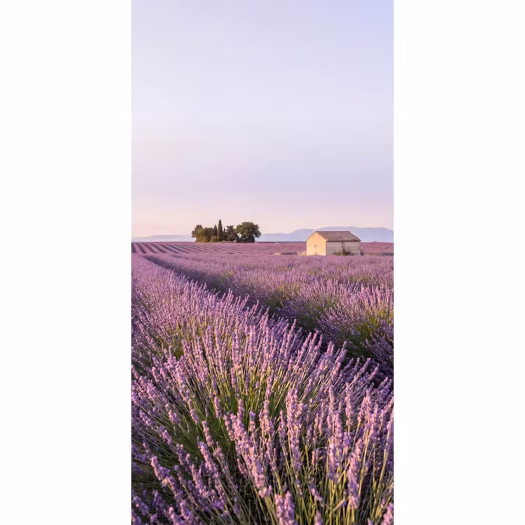 Lavendel - Landschap - Sereen - Paars Behang Vlies klein -3d_website