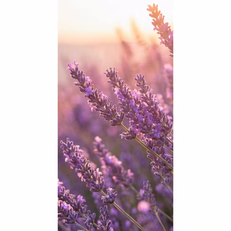 Lavendel - Paars - Zonlicht Behang Vlies klein -3d_website