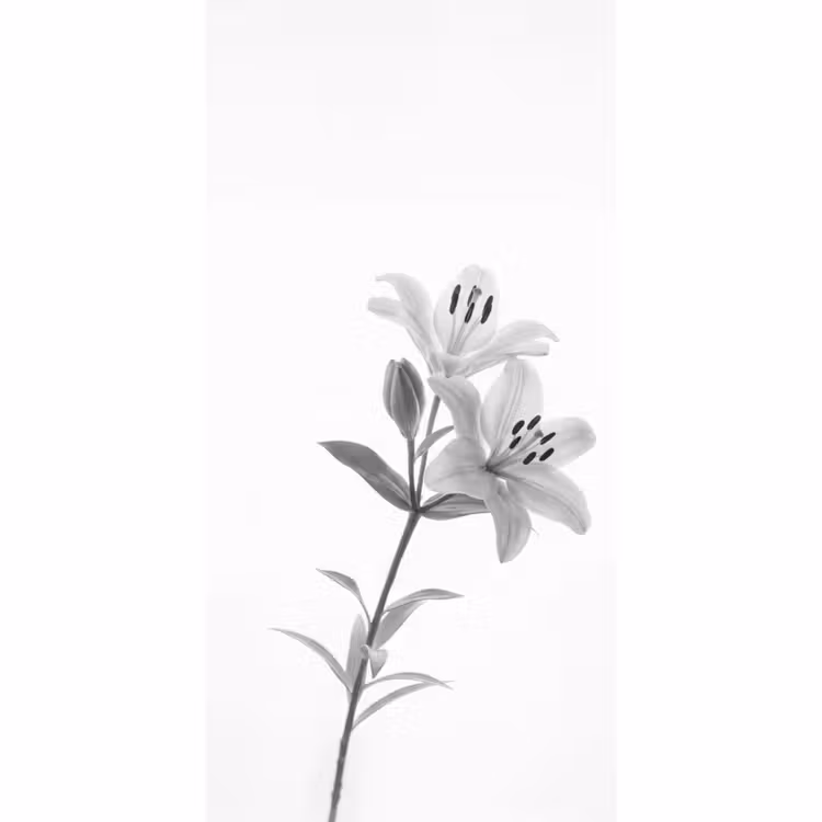 Lelies - Elegant - Zwart - Wit Behang Vlies klein -3d_website