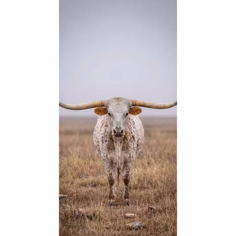 Longhorn - Grasveld - Dier Behang Vlies klein -3d_website