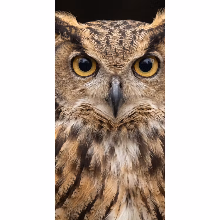 Oehoe - Uil - Portret - Bruin Behang Vlies klein -3d_website