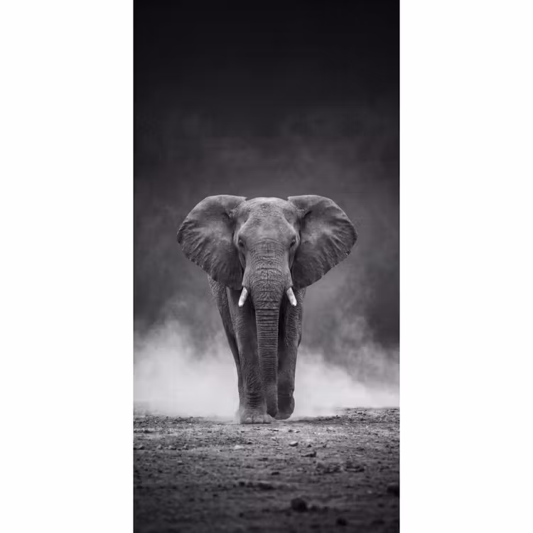 Olifant - Zwart - Wit - Rook Behang Vlies klein -3d_website