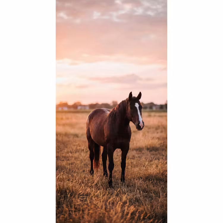 Paard - Zonsondergang - Bruin Behang Vlies klein -3d_website