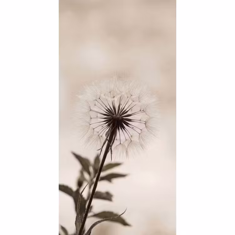 Paardenbloem - Minimalistisch - Wit Behang Vlies klein -3d_website