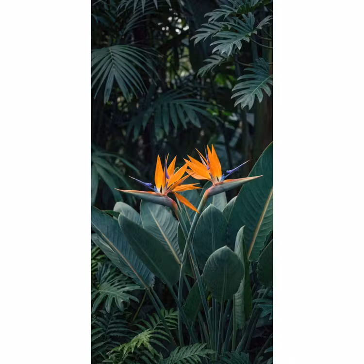 Paradijsvogel - Bloem - Exotisch Behang Vlies klein -3d_website