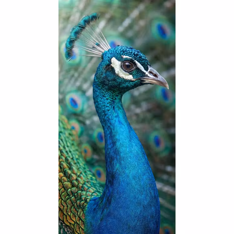 Pauw - Veren - Blauw Behang Vlies klein -3d_website