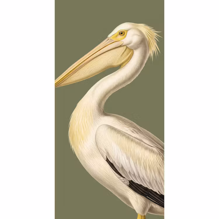 Pelikaan - Wit - Vogel - Klassiek - Natuur Behang Vlies klein -3d_website