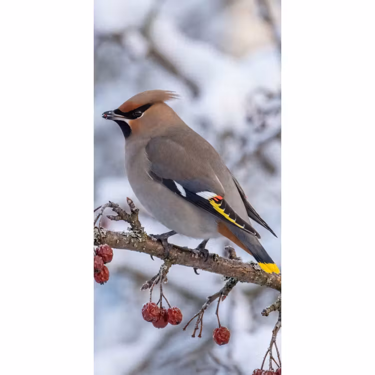 Pestvogel - Bessen - Winter - Natuur Behang Vlies klein -3d_website
