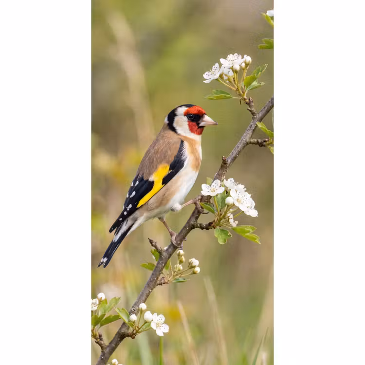 Putter - Bloesem - Lente - Natuur - Kleurrijk Behang Vlies klein -3d_website