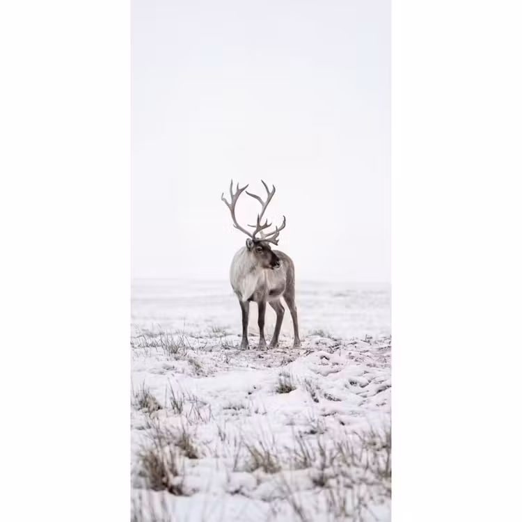 Rendier - Gewei - Sneeuw - Winter Behang Vlies klein -3d_website