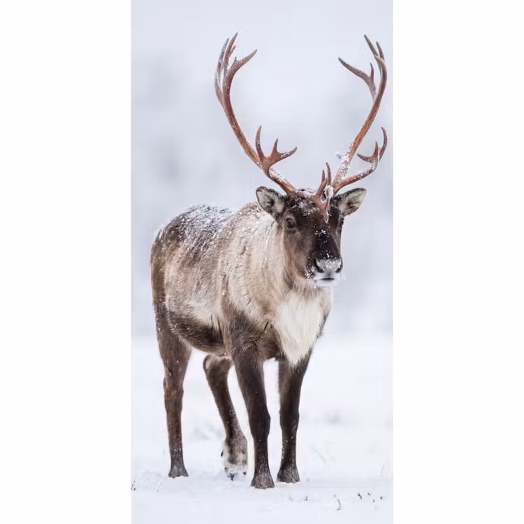 Rendier - Gewei - Toendra - Sneeuw - Wild Behang Vlies klein -3d_website