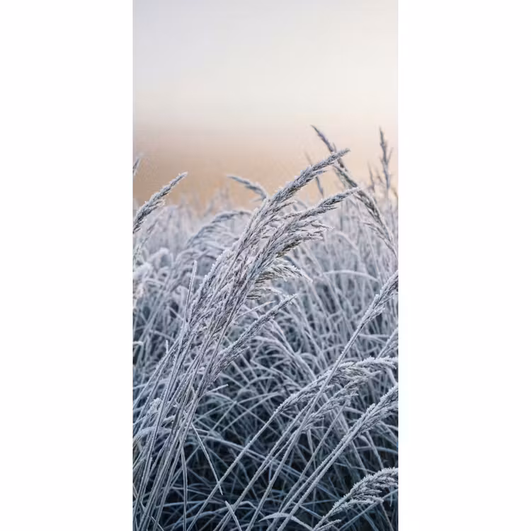 Rijp - Gras - Kristallen - Winter - Minimalistisch Behang Vlies klein -3d_website