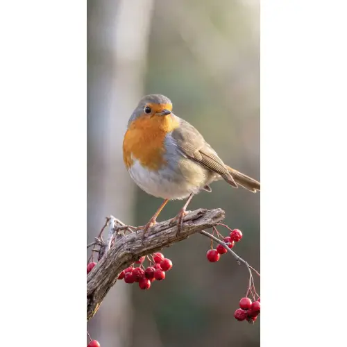 Roodborst - Tak - Bessen - Natuur Behang Vlies klein -3d_website