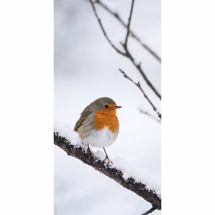 Roodborstje - Tak - Sneeuw - Winter - Levendig Behang Vlies klein -3d_website
