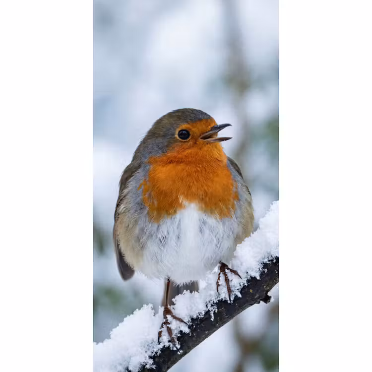 Roodborstje - Tak - Sneeuw - Winter - Levendig Behang Vlies klein -3d_website