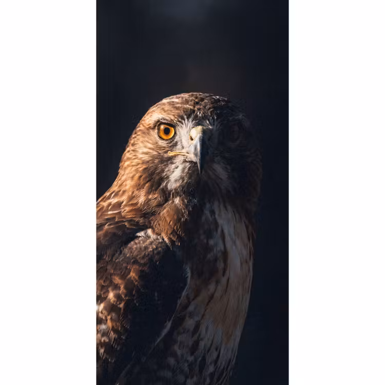 Roofvogel - Buizerd - Bruin Behang Vlies klein -3d_website