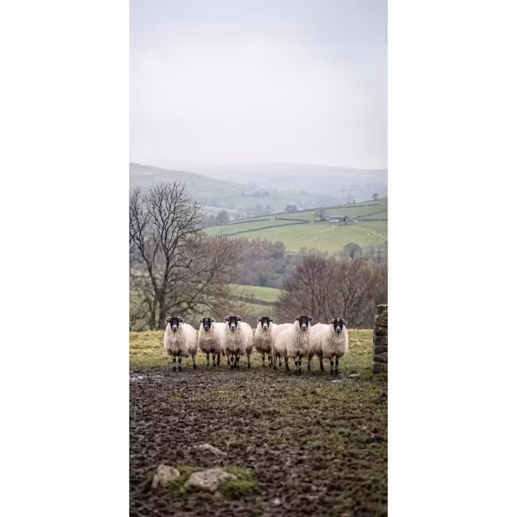Schapen - Rij - Weide - Dieren - Platteland Behang Vlies klein -3d_website
