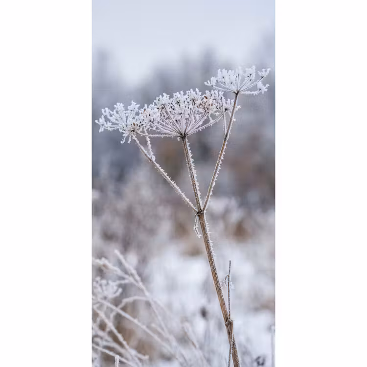 Schermbloem - Rijp - Kristallen - Winter - Delicaat Behang Vlies klein -3d_website