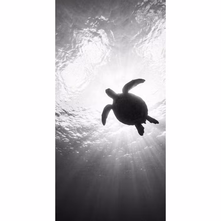 Schildpad - Onderwater - Lichtstralen - Oceaan - Zwart-wit Behang Vlies klein -3d_website
