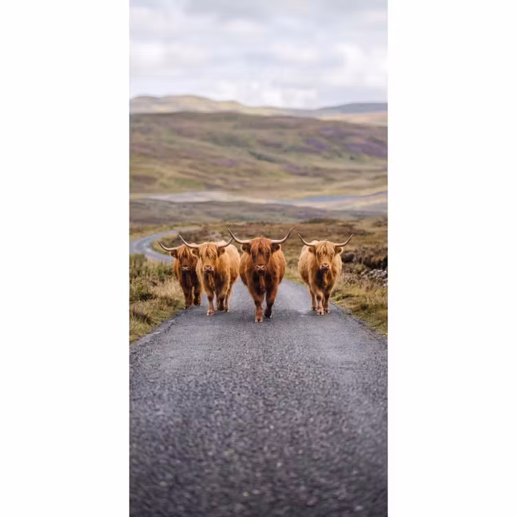 Schotse Hooglanders - Weg - Landschap - Kudde Behang Vlies klein -3d_website