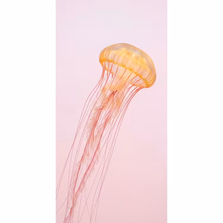 Sierlijk - Kwal - Roze Behang Vlies klein -3d_website