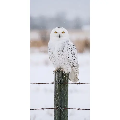 Sneeuwuil - Hek - Sneeuw - Wit Behang Vlies klein -3d_website