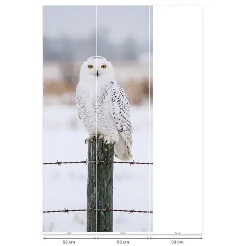 Sneeuwuil - Hek - Sneeuw - Wit Behang Vlies klein -USP_banen