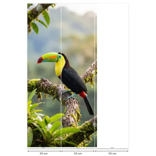 Toekan - Jungle - Natuur - Kleurrijk Behang Vlies klein -USP_banen