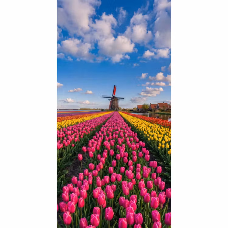 Tulpen - Holland - Molen - Kleurrijk Behang Vlies klein -3d_website