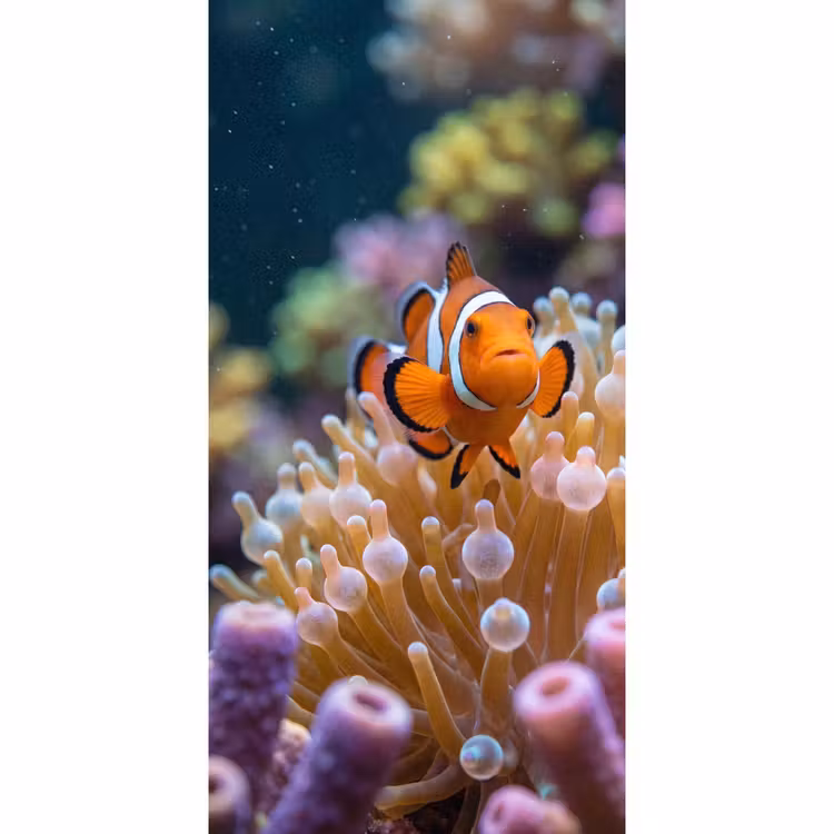Vis - Koraal - Onderwater - Oranje - Dieren Behang Vlies klein -3d_website