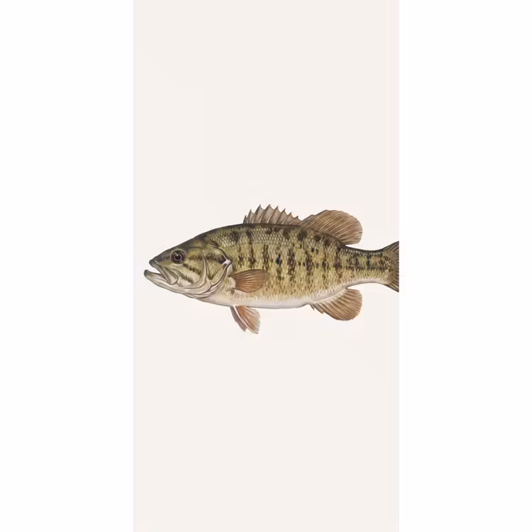 Vissen - Natuur - Vintage Behang Vlies klein -3d_website