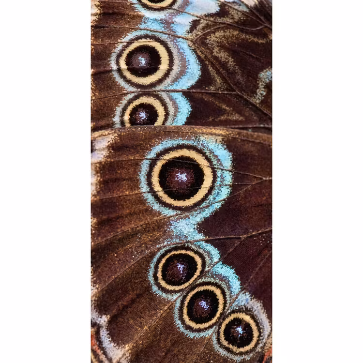 Vleugels - Vlinder - Blauw Behang Vlies klein -3d_website