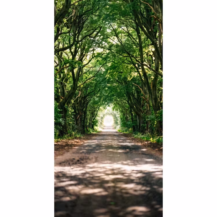 Weg - Bomen - Natuur - Groen Behang Vlies klein -3d_website