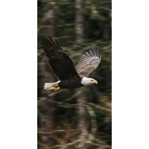Zeearend - Vliegen - Bos - Natuur Behang Vlies klein -3d_website